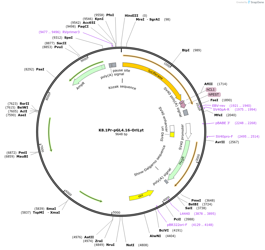 131038-plasmid-map-sequence-id-251116