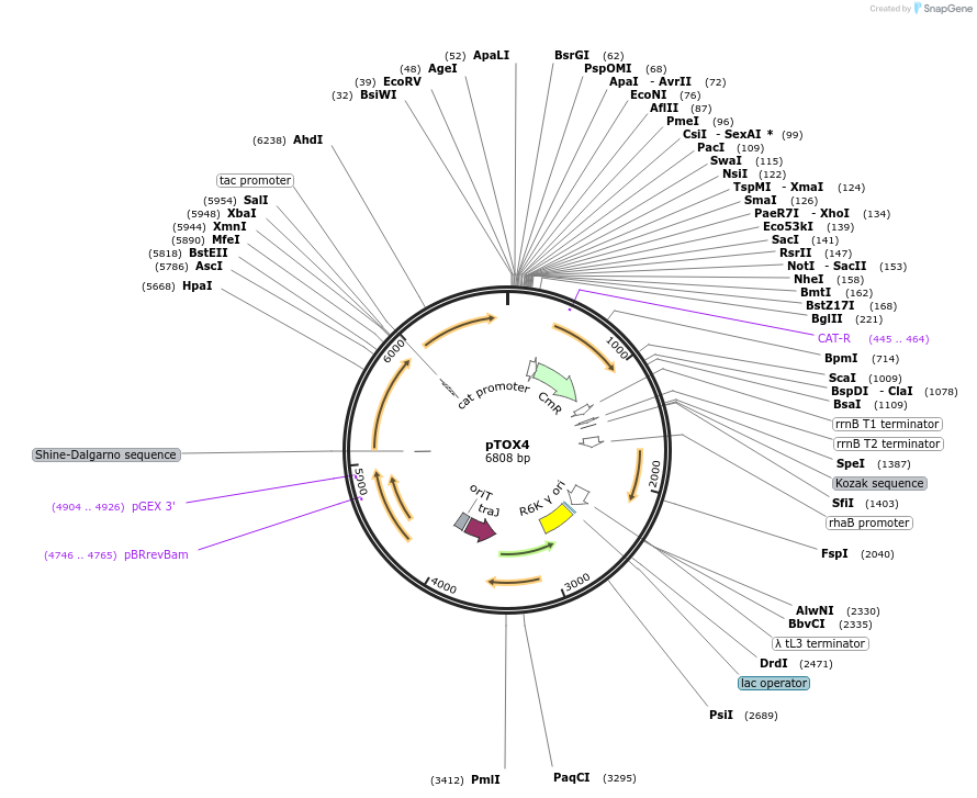 127449-plasmid-map-sequence-id-251117