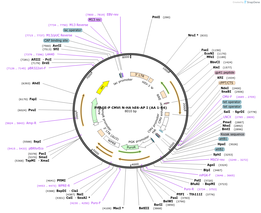 119310-plasmid-map-sequence-id-251120