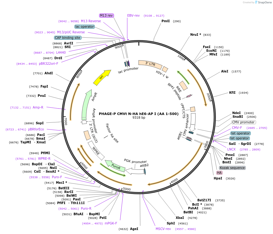 119312-plasmid-map-sequence-id-251121