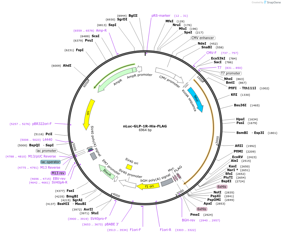 124831-plasmid-map-sequence-id-251141