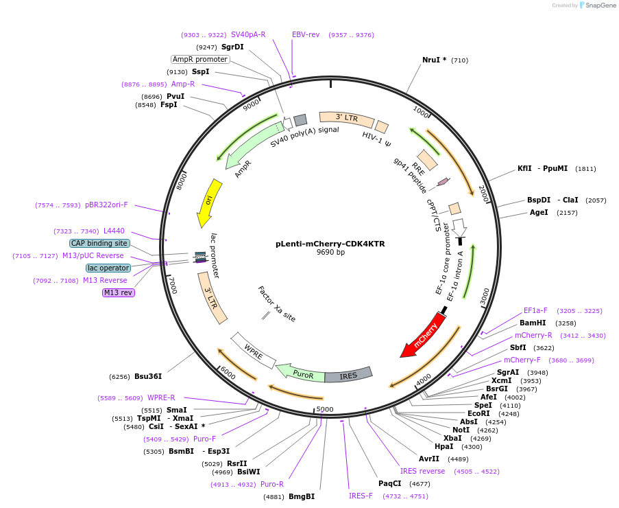 126680-plasmid-map-sequence-id-251143