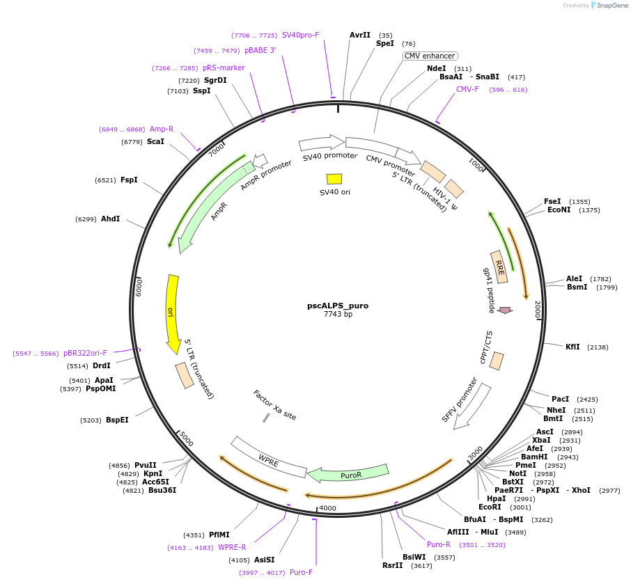128504-plasmid-map-sequence-id-251145