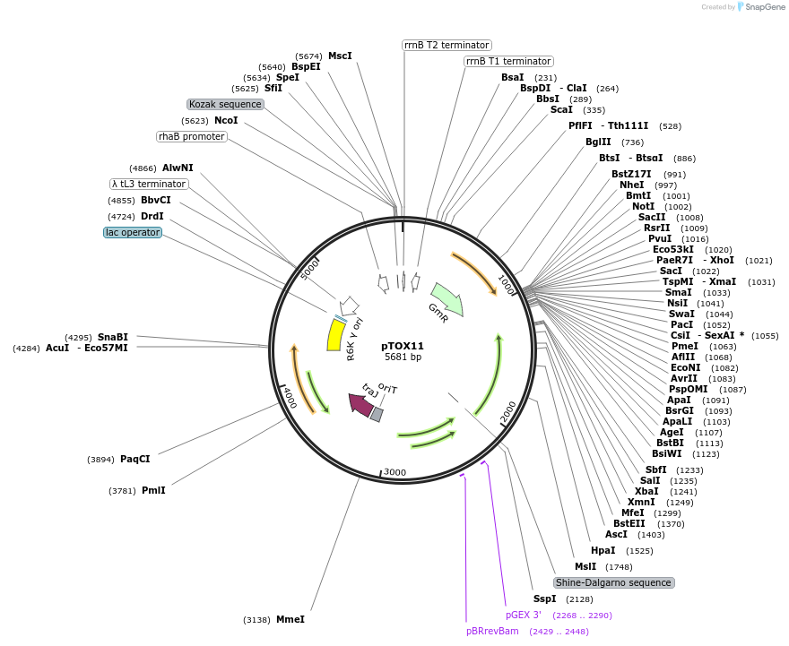 127456-plasmid-map-sequence-id-251146