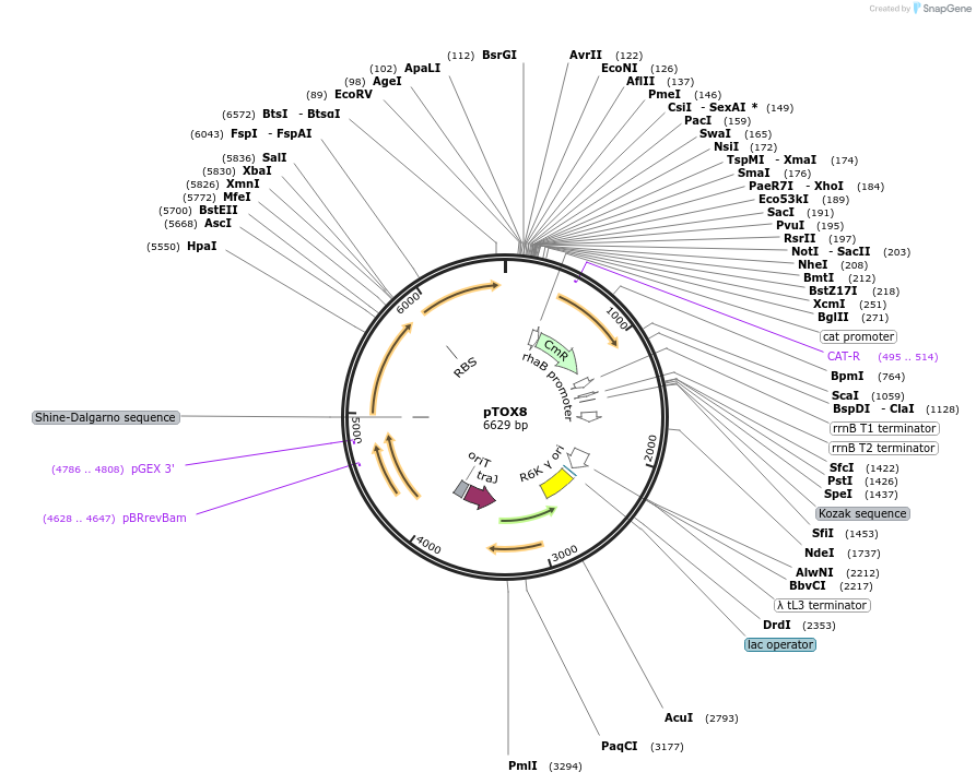 127453-plasmid-map-sequence-id-251148