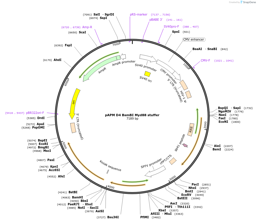 128505-plasmid-map-sequence-id-251150