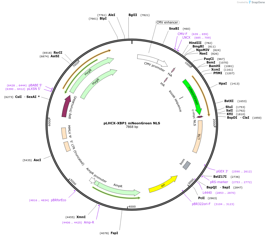 115971-plasmid-map-sequence-id-251151