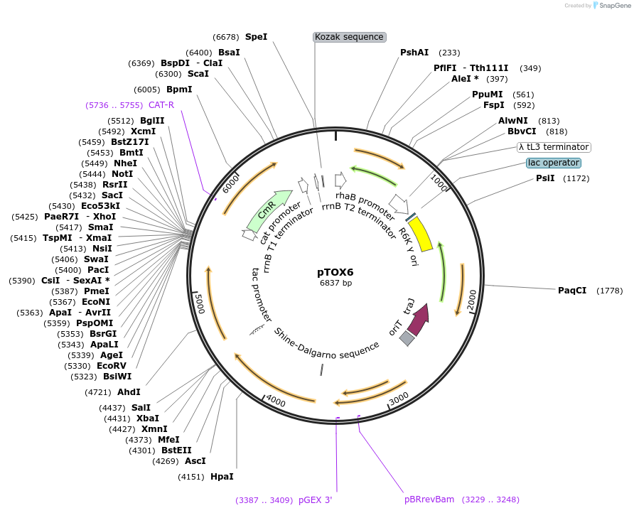 127451-plasmid-map-sequence-id-251155