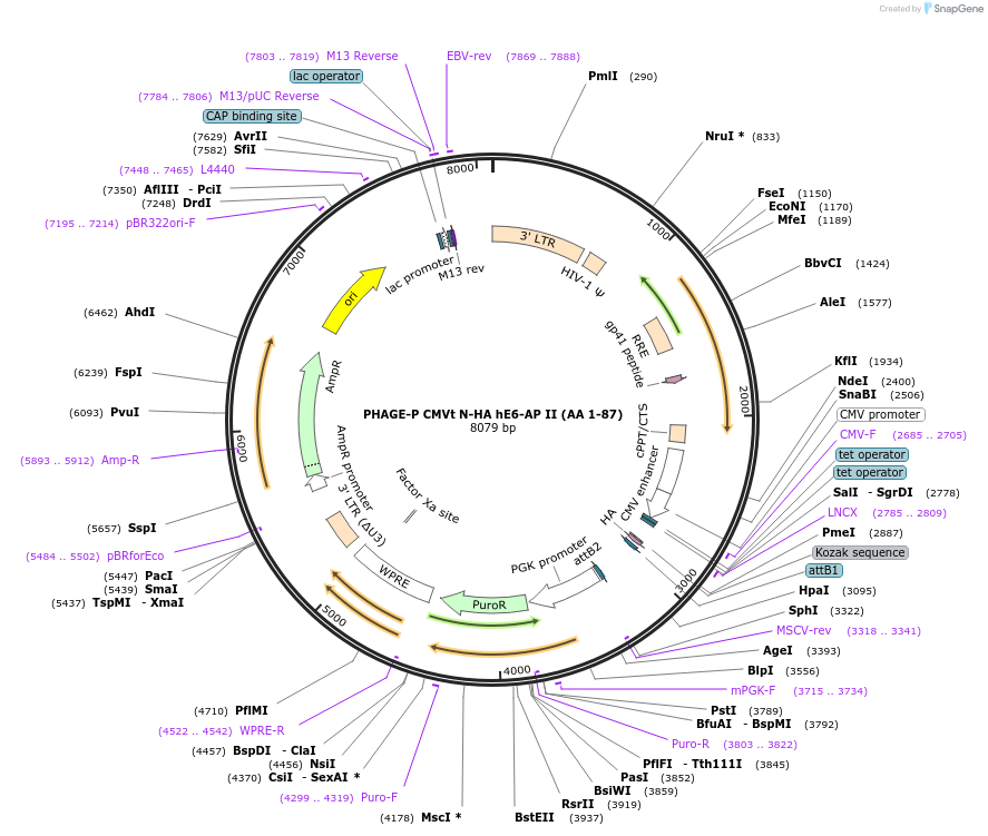 119317-plasmid-map-sequence-id-251160