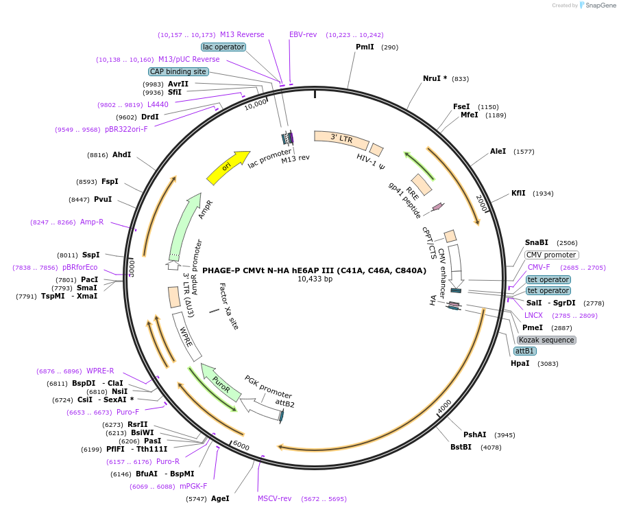119318-plasmid-map-sequence-id-251166