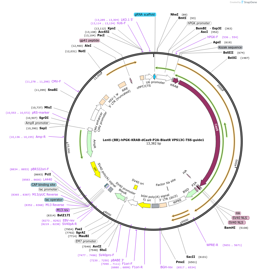 125412-plasmid-map-sequence-id-251170
