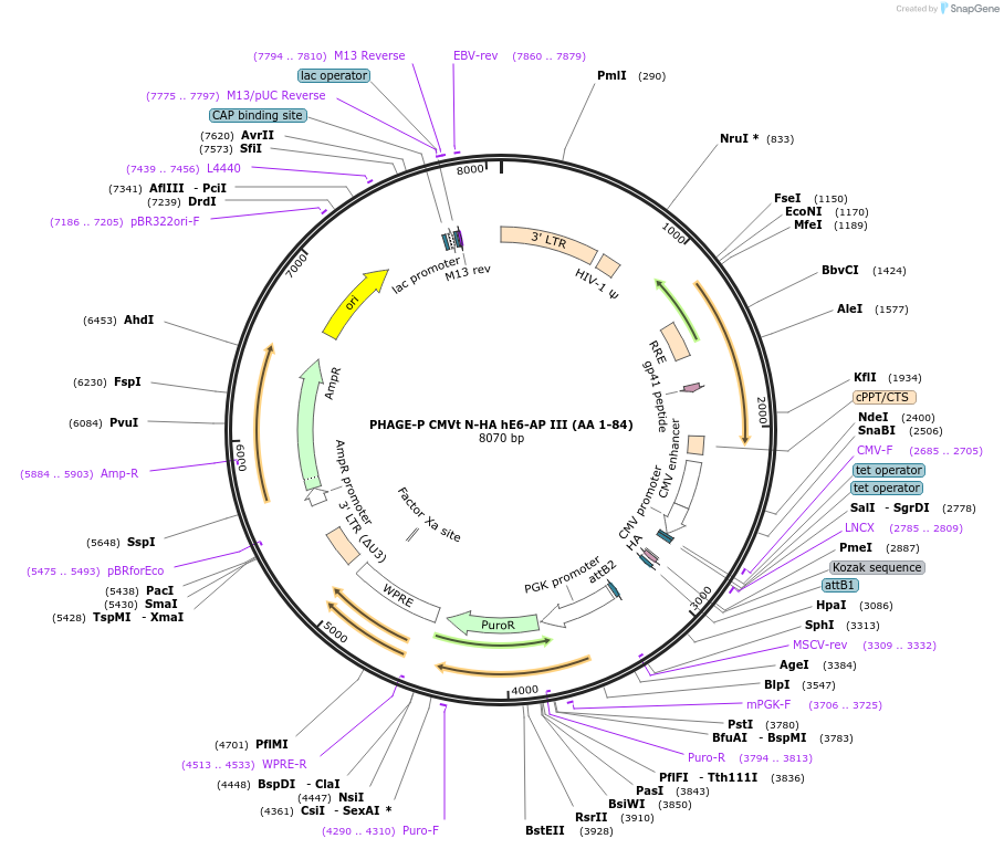 119319-plasmid-map-sequence-id-251173