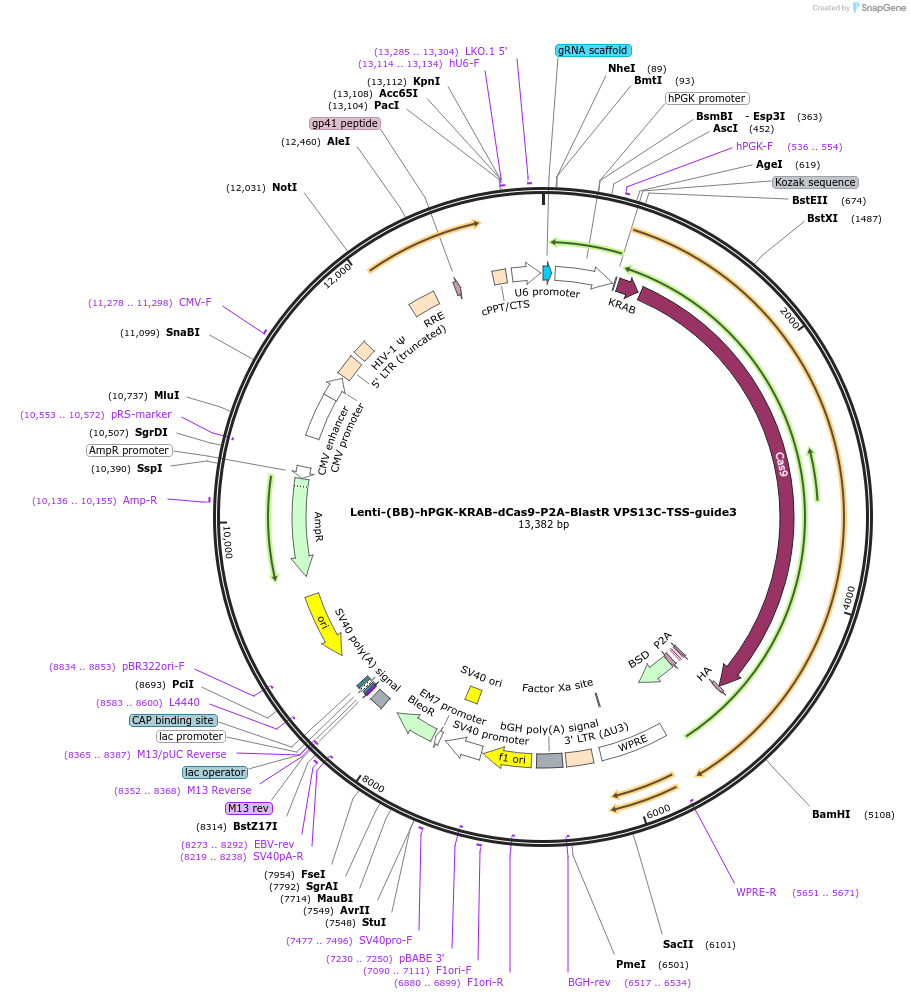 125414-plasmid-map-sequence-id-251246