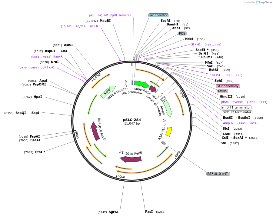 124294-plasmid-map-sequence-id-251247