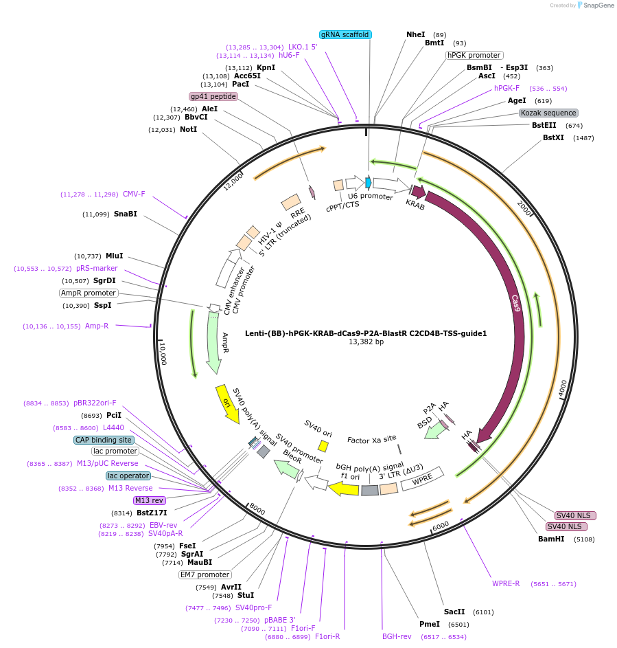 125420-plasmid-map-sequence-id-251253