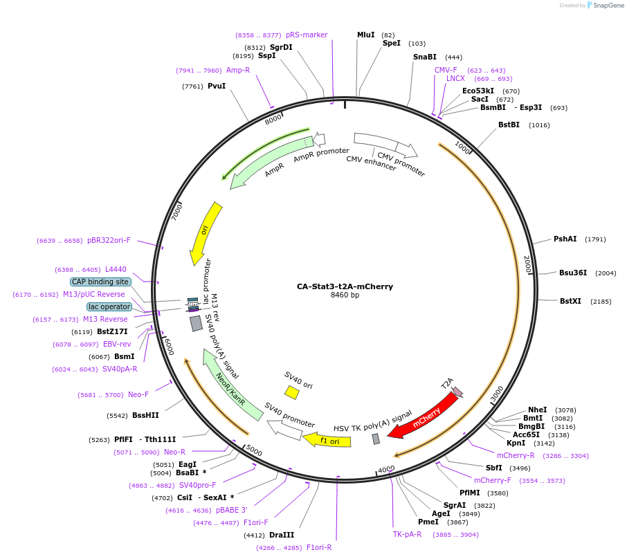 127540-plasmid-map-sequence-id-251258