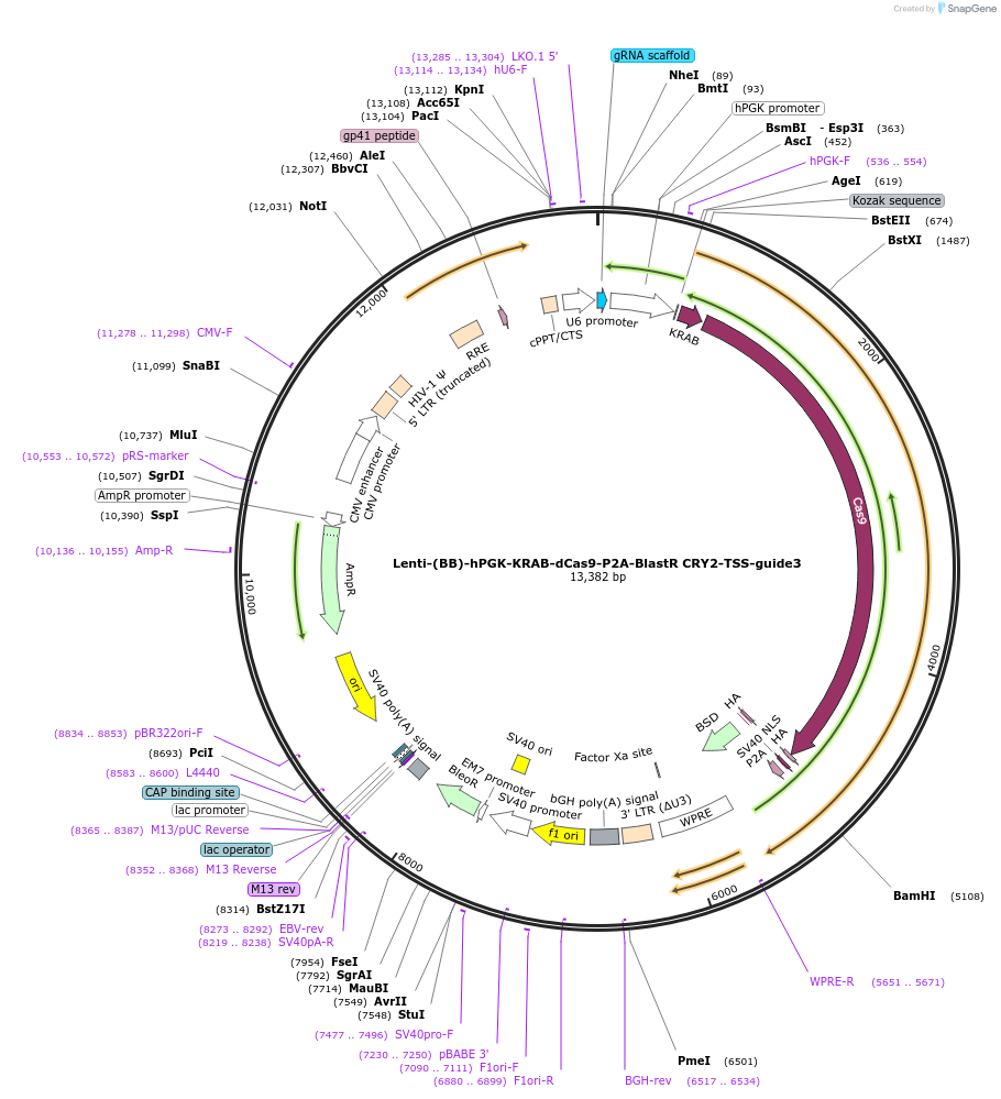 125430-plasmid-map-sequence-id-251264