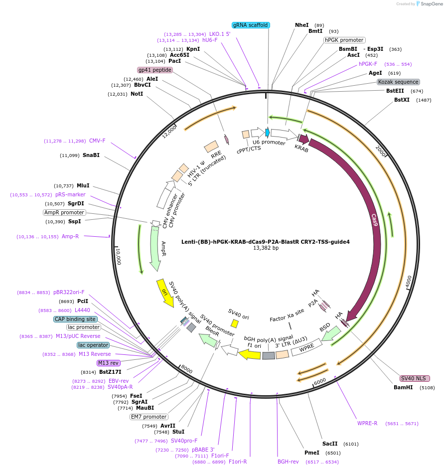 125431-plasmid-map-sequence-id-251265