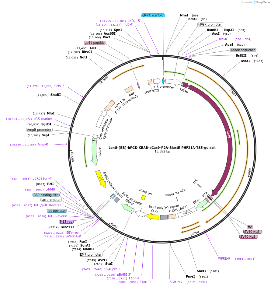 125435-plasmid-map-sequence-id-251282