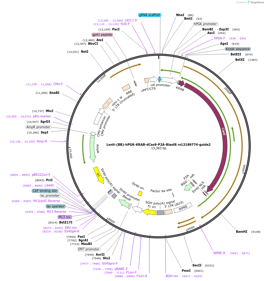 125437-plasmid-map-sequence-id-251286