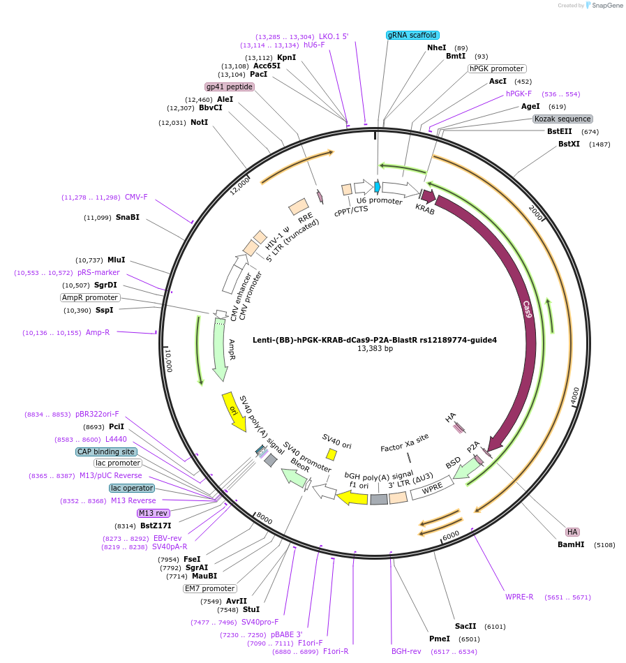 125439-plasmid-map-sequence-id-251288