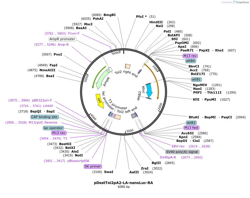 128692-plasmid-map-sequence-id-251298