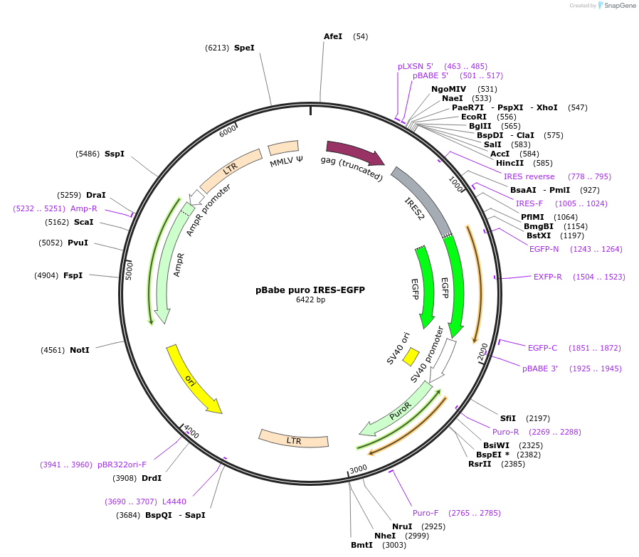 14430-plasmid-map-sequence-id-251302