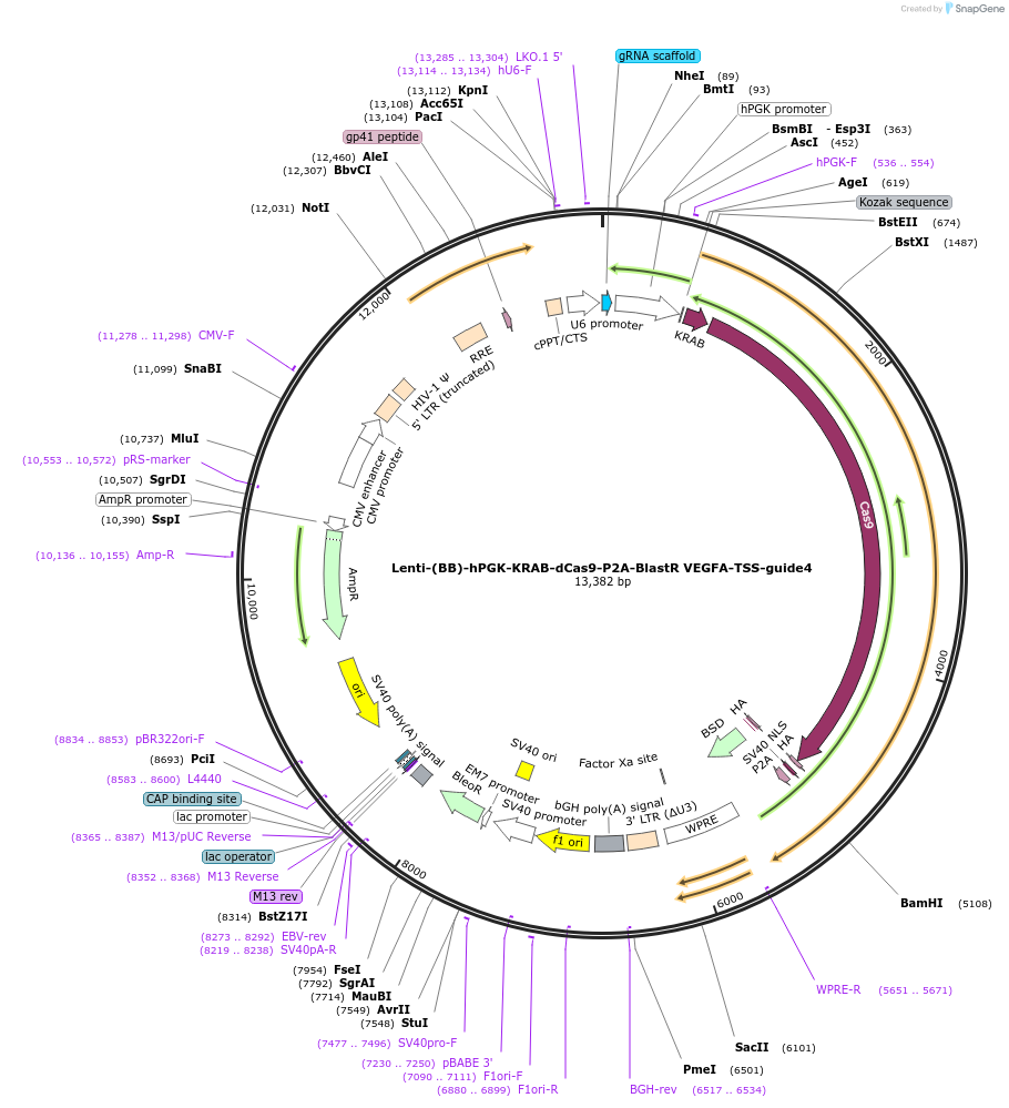 125443-plasmid-map-sequence-id-251307