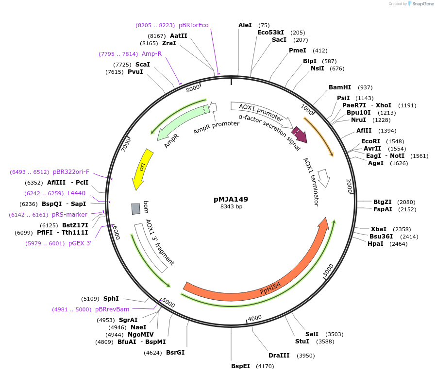 128524-plasmid-map-sequence-id-251308