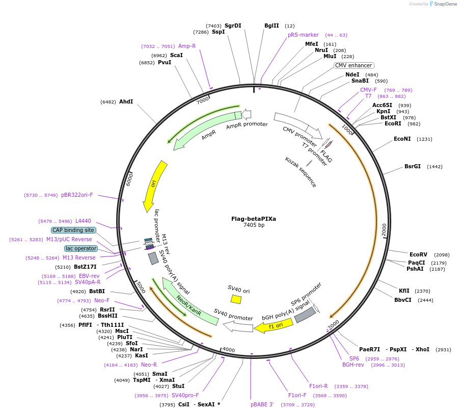 15234-plasmid-map-sequence-id-251311