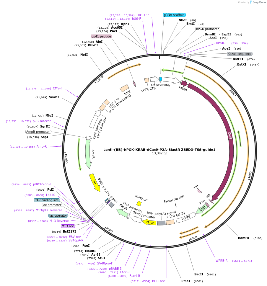 125448-plasmid-map-sequence-id-251364