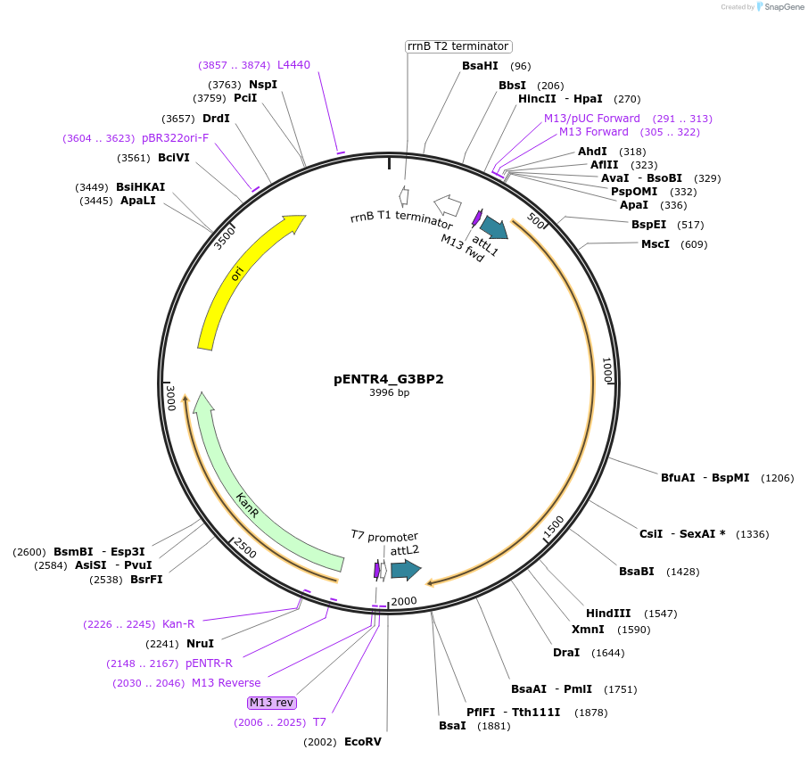 127105-plasmid-map-sequence-id-251367