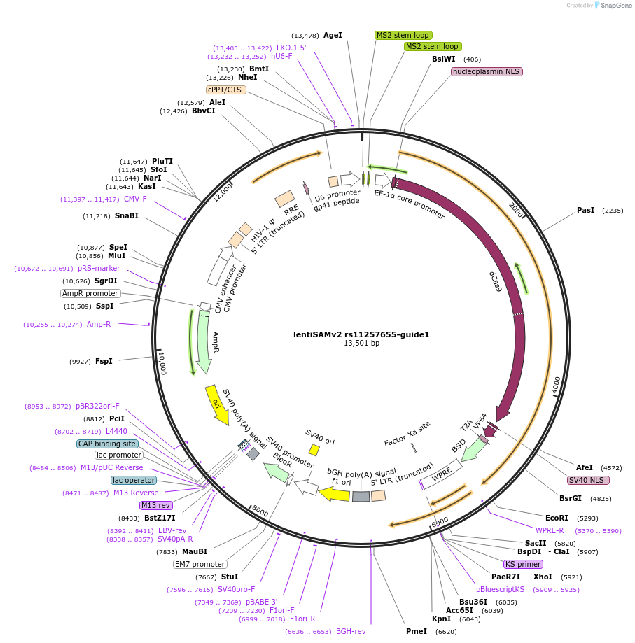 125460-plasmid-map-sequence-id-251392