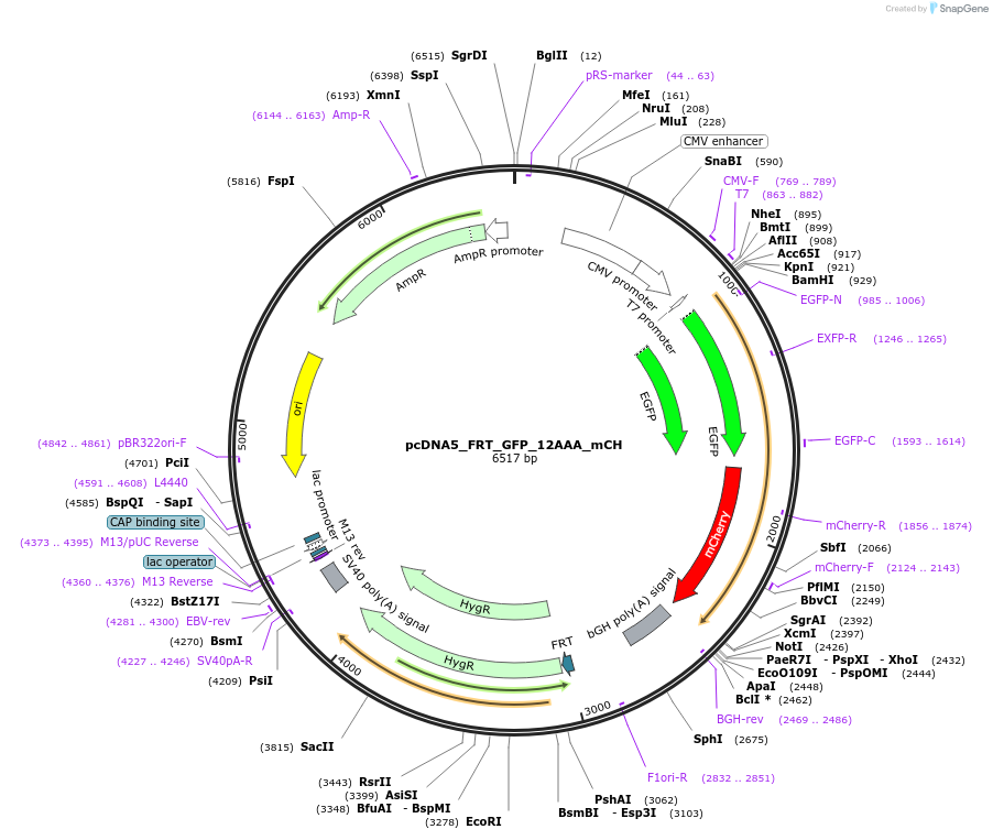 127111-plasmid-map-sequence-id-251397