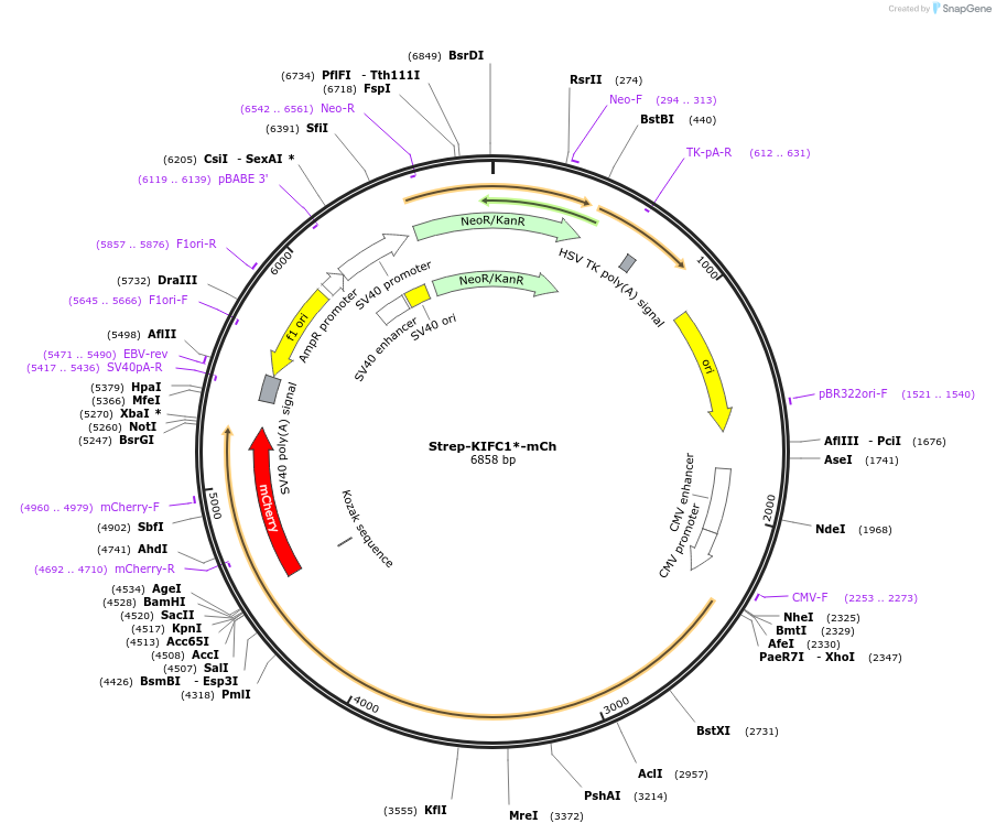 120169-plasmid-map-sequence-id-251408