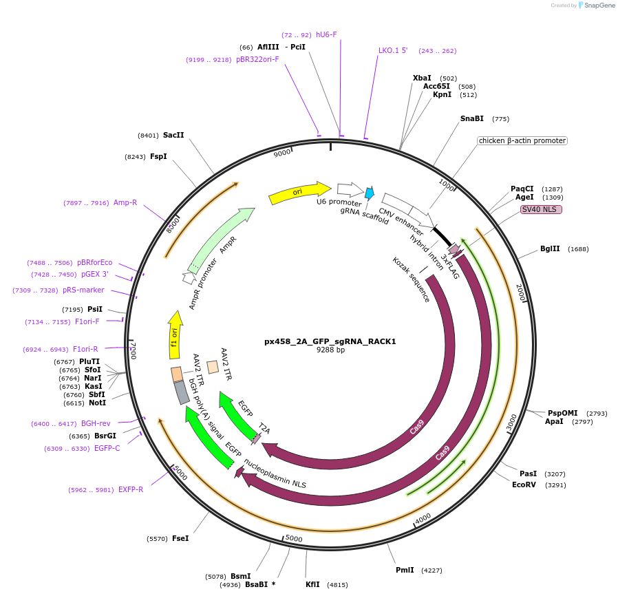 127123-plasmid-map-sequence-id-251409