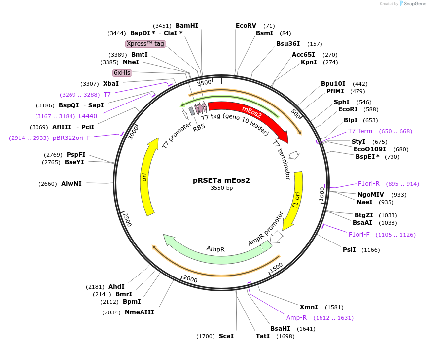 20341-plasmid-map-sequence-id-251416