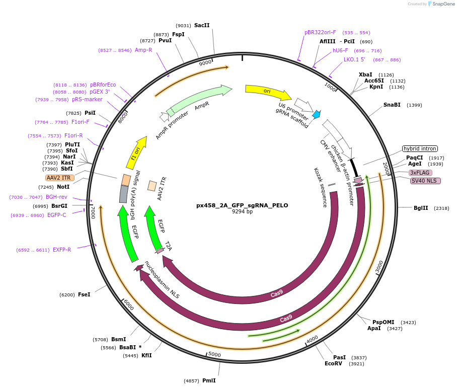 127124-plasmid-map-sequence-id-251467