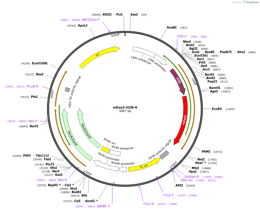 57384-plasmid-map-sequence-id-251536