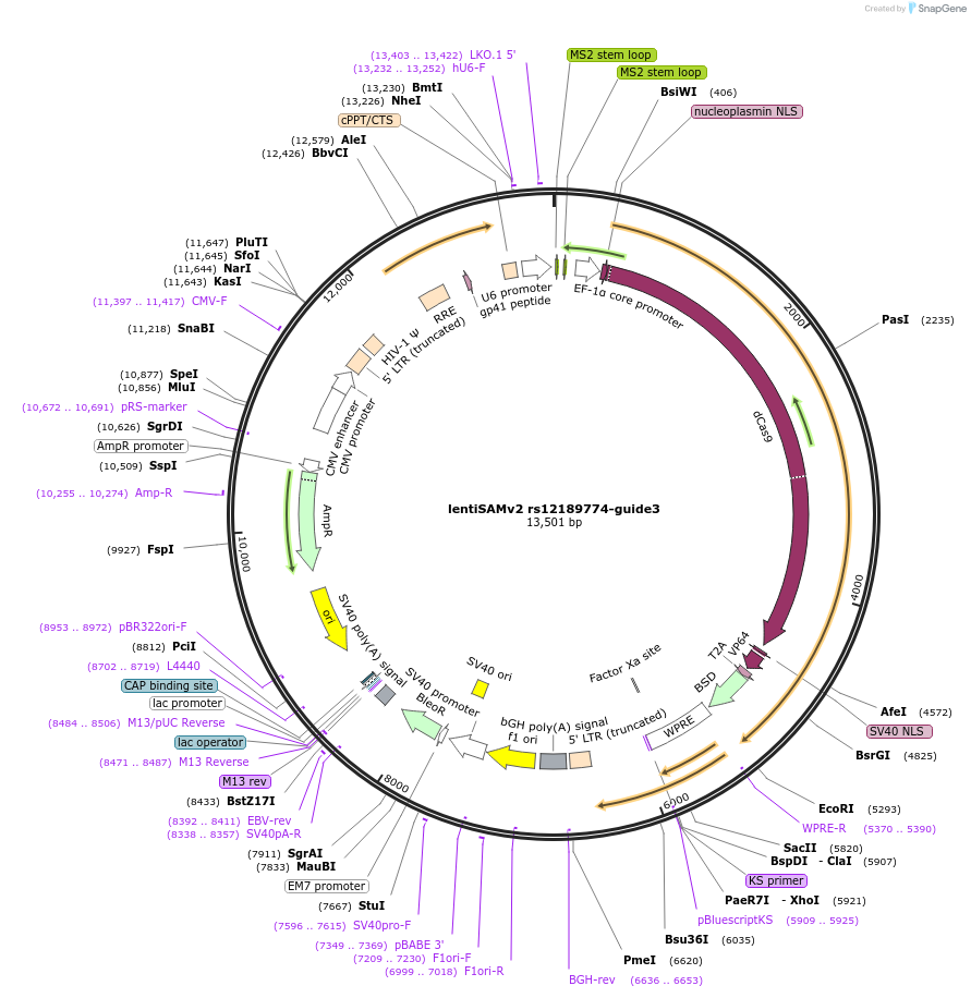 251541_map