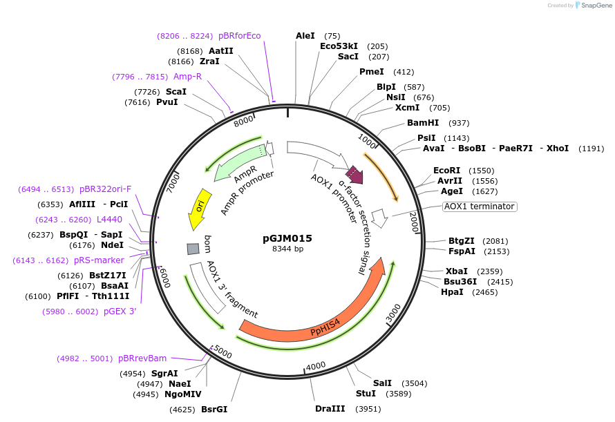 128549-plasmid-map-sequence-id-251549