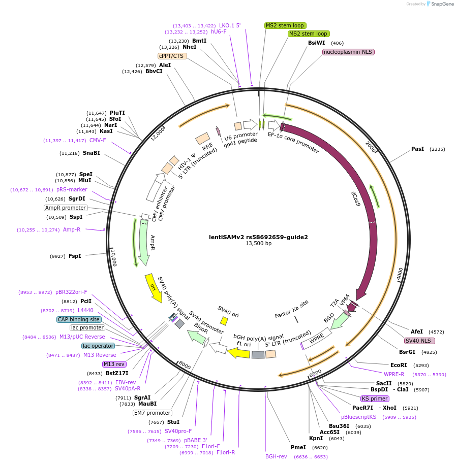 125510-plasmid-map-sequence-id-251555