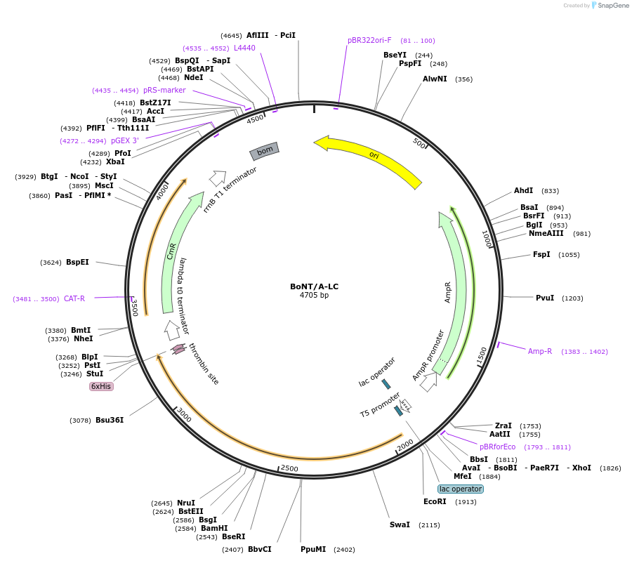 31602-plasmid-map-sequence-id-251561