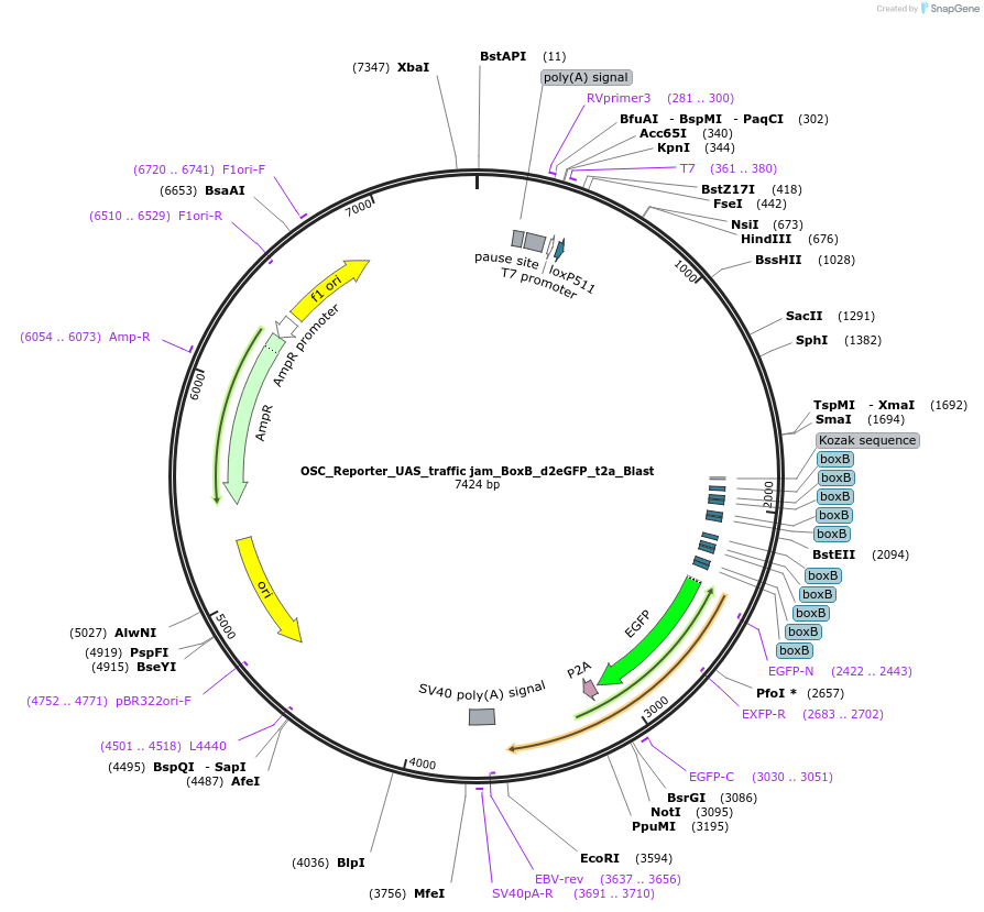 128010-plasmid-map-sequence-id-251562