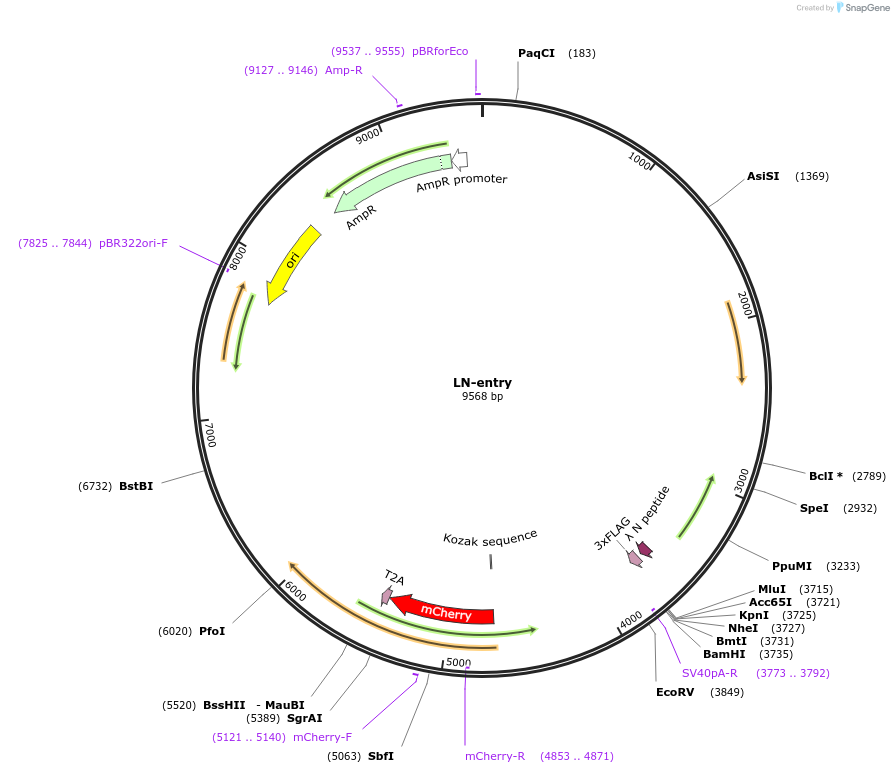 128012-plasmid-map-sequence-id-251574