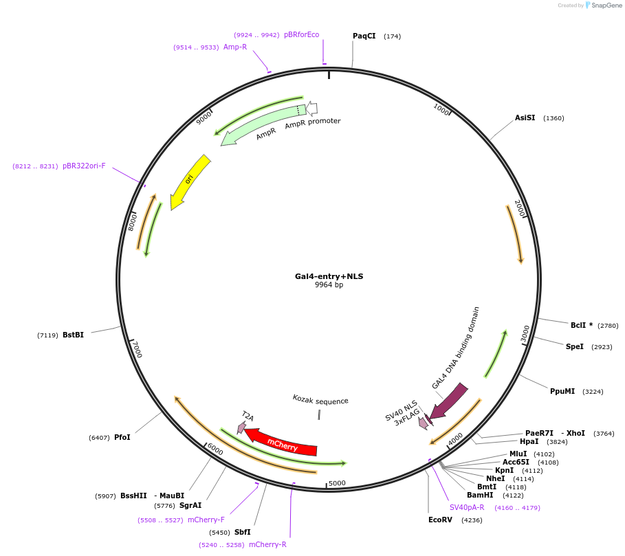 128013-plasmid-map-sequence-id-251575