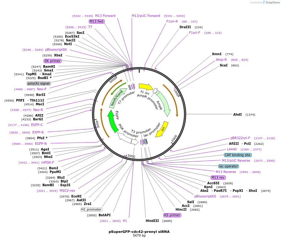 22715-plasmid-map-sequence-id-251581