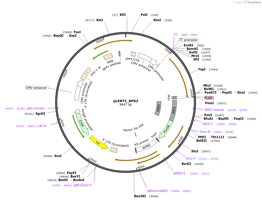127127-plasmid-map-sequence-id-251583