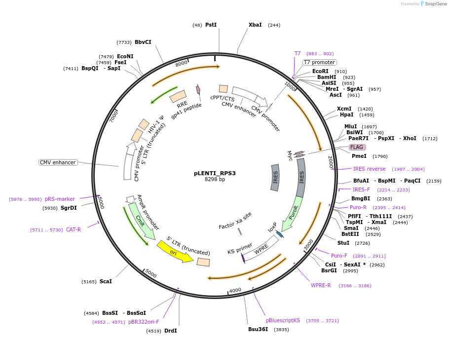 127128-plasmid-map-sequence-id-251584