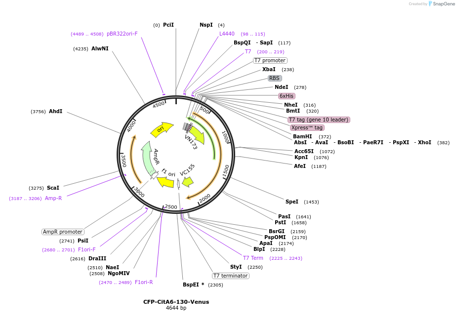 128016-plasmid-map-sequence-id-251585
